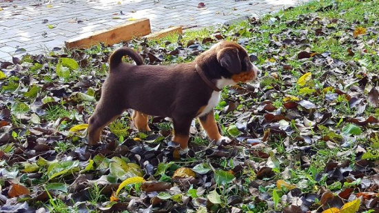 Appenzeller Cattle Dog