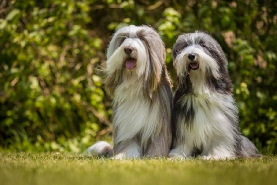 Bearded Collie szczenięta z rodowodem