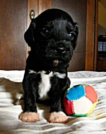 Portugalski pies wodny / Cao de aqua portugués